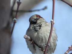 Passer domesticus