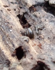 Euconulus