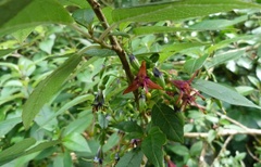 Fuchsia × colensoi
