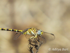 Paragomphus lineatus