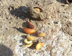 Melitturga clavicornis