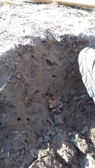 Melitturga clavicornis