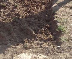 Melitturga clavicornis