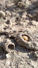 Melitturga clavicornis