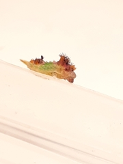 Doratifera oxleyi