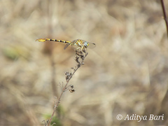 Paragomphus lineatus