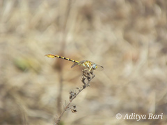 Paragomphus lineatus