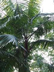 Dypsis leptocheilos