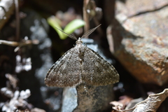 Helastia semisignata