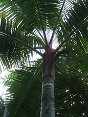 Dypsis leptocheilos