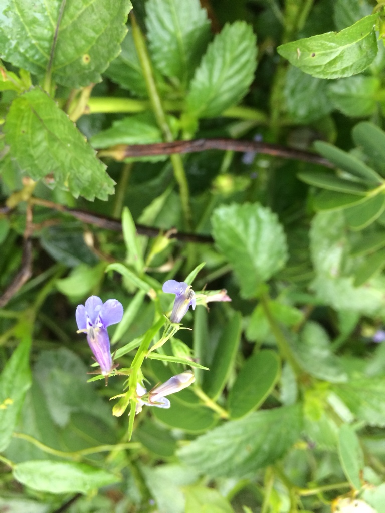 Lobelia fervens
