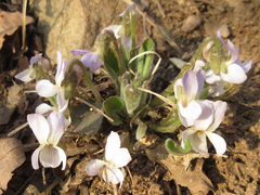 Viola collina