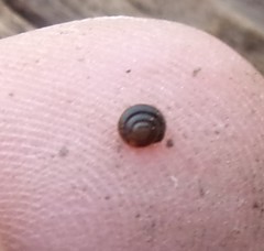 Euconulus