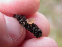 Ciboria coryli
