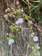 Spiraea prunifolia pseudoprunifolia