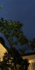 Alstonia scholaris