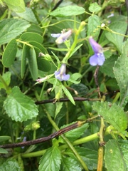 Lobelia fervens