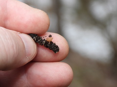 Ciboria coryli