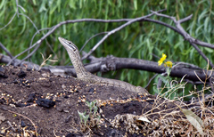 Varanus