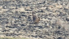 Buteo hemilasius