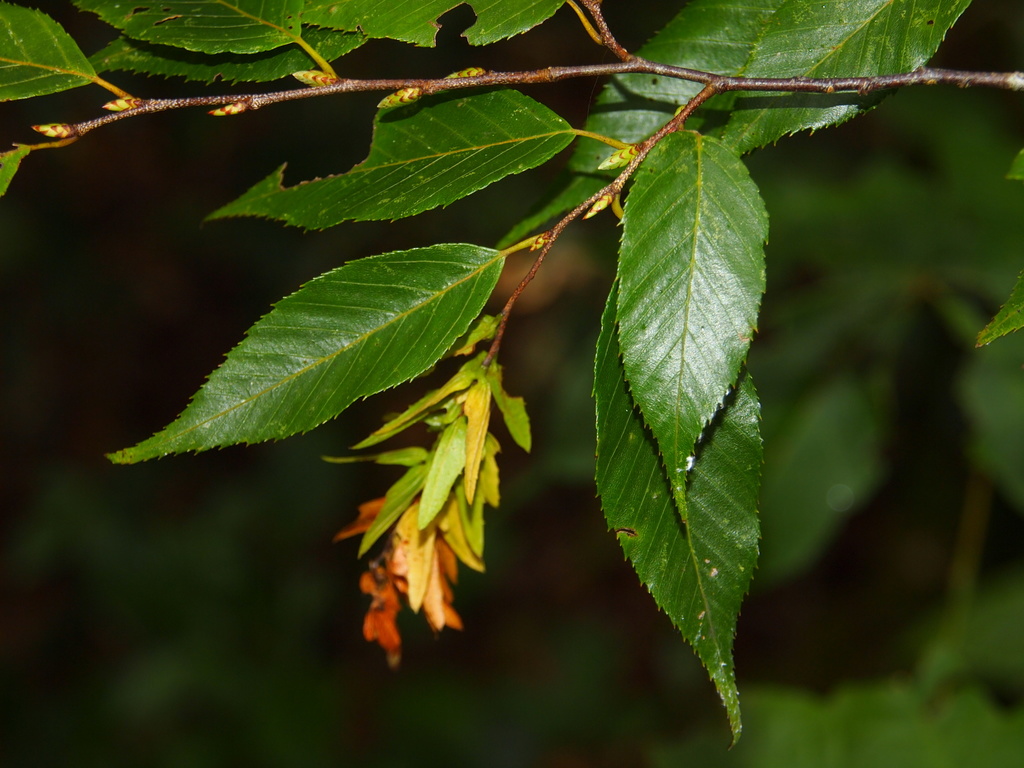 Carpinus viminea
