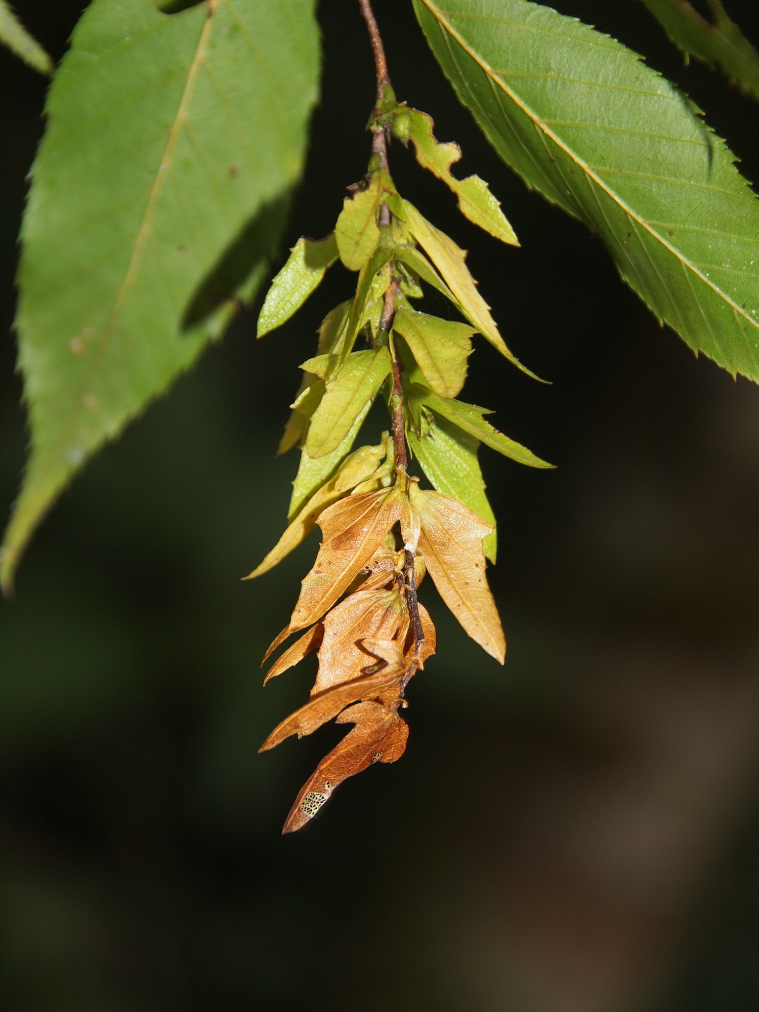 Carpinus viminea — ảnh 3