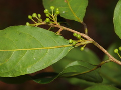 Litsea martabanica