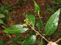 Litsea martabanica