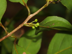 Litsea martabanica