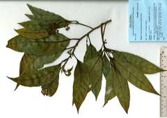 Litsea martabanica