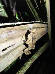 Megophrys montana