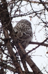 Strix uralensis
