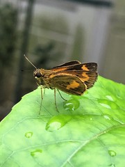 Oriens paragola