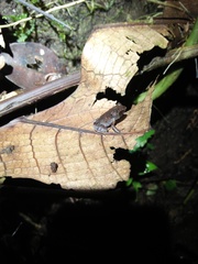 Megophrys montana