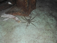 Heteropoda venatoria