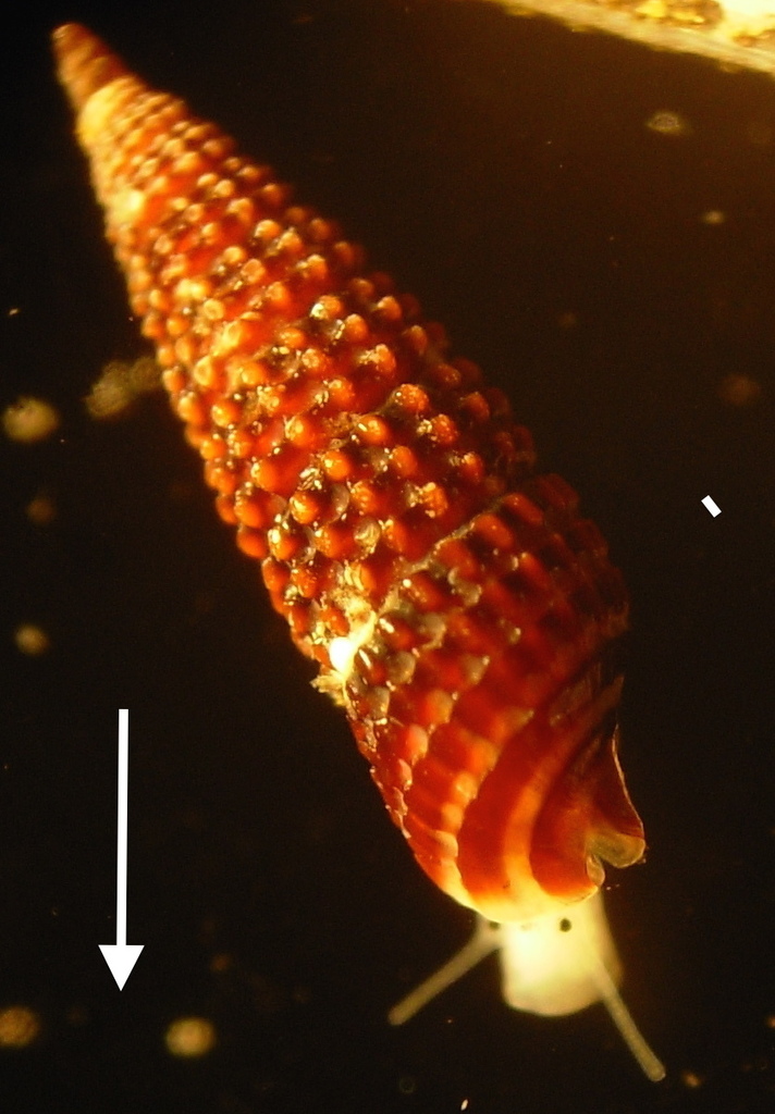 Cerithiopsis tubercularis
