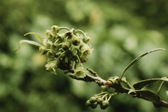 Vaccinium racemosum
