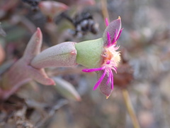 Smicrostigma viride