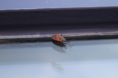 Pyrrhocoris apterus