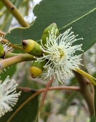 Eucalyptus goniocalyx