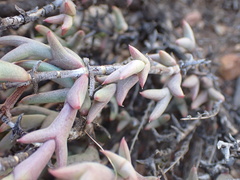 Smicrostigma viride