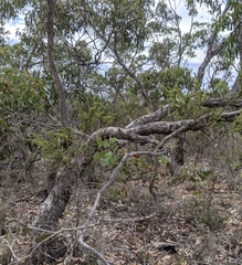 Eucalyptus goniocalyx