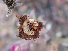Smicrostigma viride