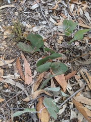 Eucalyptus goniocalyx