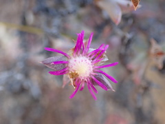 Smicrostigma viride