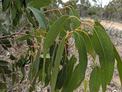 Eucalyptus goniocalyx