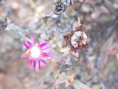 Smicrostigma viride