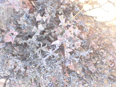 Smicrostigma viride