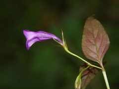 Linderniaceae