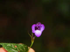Linderniaceae